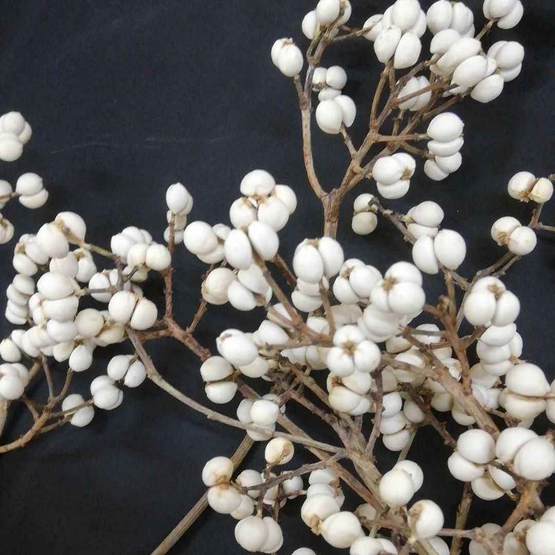 Amazon.co.jp: 003070.ナンキンハゼの実。25本。ナンキンハゼ